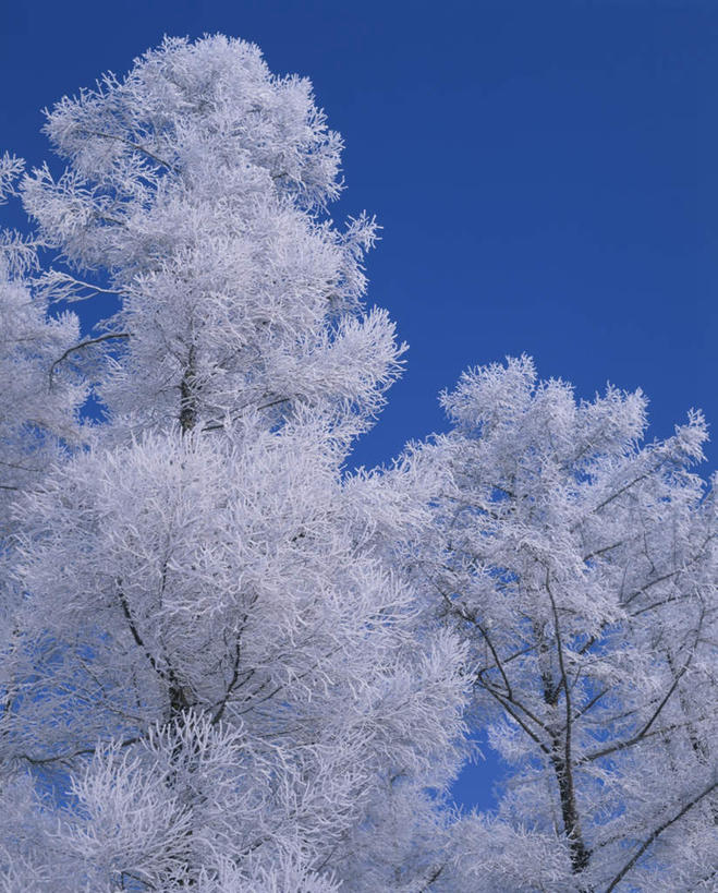 无人,竖图,室外,白天,仰视,旅游,度假,美景,雪,植物,大雪,北海道,日本,亚洲,两棵,阴影,朦胧,模糊,光线,影子,积雪,景观,雪景,冬季,冬天,枝条,娱乐,树,树干,树木,树枝,绿色,阳光,自然,享受,休闲,景色,放松,寒冷,生长,成长,自然风光,雾凇,东亚,日本国,北海道地方,北海道岛,美瑛町,严寒,美瑛,彩图,低角度拍摄