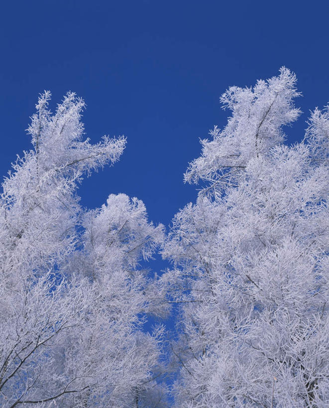 无人,竖图,室外,白天,仰视,旅游,度假,美景,雪,植物,大雪,北海道,日本,亚洲,两棵,阴影,朦胧,模糊,光线,影子,积雪,景观,雪景,冬季,冬天,枝条,娱乐,树,树干,树木,树枝,绿色,阳光,自然,享受,休闲,景色,放松,寒冷,生长,成长,自然风光,雾凇,东亚,日本国,北海道地方,北海道岛,美瑛町,严寒,美瑛,彩图,低角度拍摄