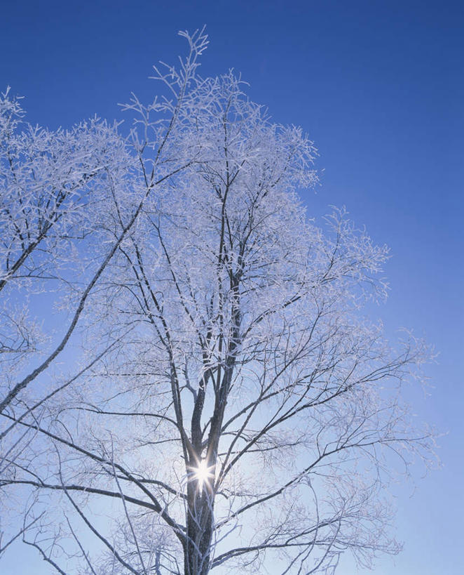 无人,竖图,室外,白天,仰视,旅游,度假,美景,雪,植物,大雪,北海道,日本,亚洲,一棵,阴影,朦胧,模糊,光线,影子,积雪,景观,雪景,冬季,冬天,枝条,娱乐,树,树干,树木,树枝,绿色,阳光,自然,享受,休闲,景色,放松,寒冷,生长,成长,自然风光,雾凇,东亚,日本国,北海道地方,北海道岛,美瑛町,严寒,美瑛,彩图,低角度拍摄
