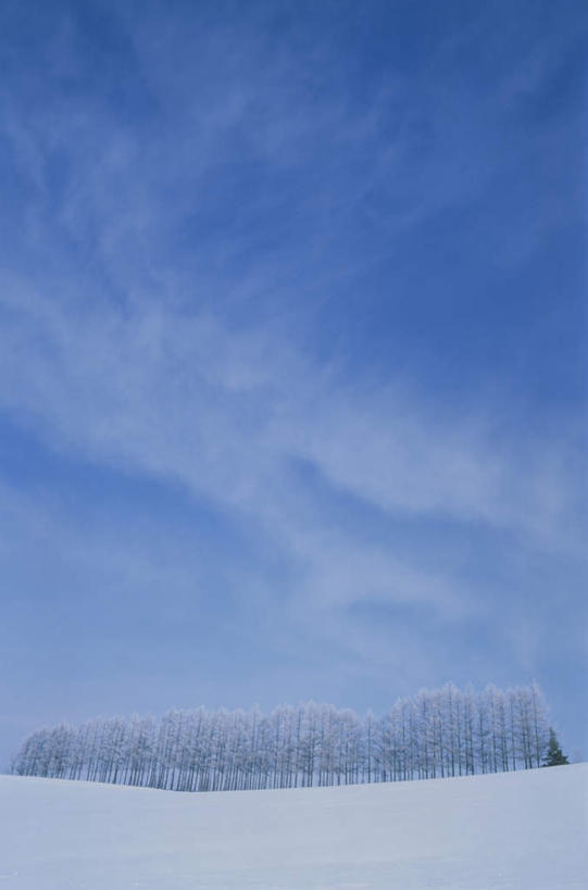 无人,竖图,室外,白天,仰视,旅游,度假,美景,雪,植物,大雪,北海道,日本,亚洲,一棵,朦胧,模糊,积雪,景观,雪景,冬季,冬天,娱乐,树,树木,蓝色,绿色,蓝天,天空,自然,天,享受,休闲,景色,放松,寒冷,生长,晴朗,成长,自然风光,雾凇,东亚,万里无云,日本国,北海道地方,北海道岛,美瑛町,严寒,美瑛,晴空,晴空万里,彩图,低角度拍摄