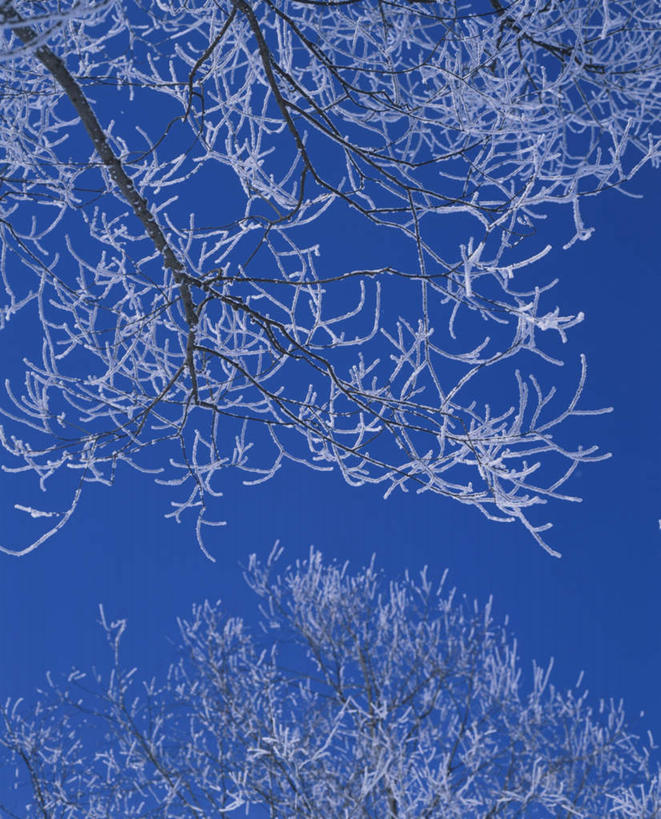 无人,竖图,室外,白天,仰视,旅游,度假,美景,雪,植物,大雪,北海道,日本,亚洲,一棵,朦胧,模糊,积雪,景观,雪景,冬季,冬天,娱乐,树,树木,蓝色,绿色,蓝天,天空,自然,天,享受,休闲,景色,放松,寒冷,生长,晴朗,成长,自然风光,雾凇,东亚,万里无云,日本国,北海道地方,北海道岛,美瑛町,严寒,美瑛,晴空,晴空万里,彩图,低角度拍摄