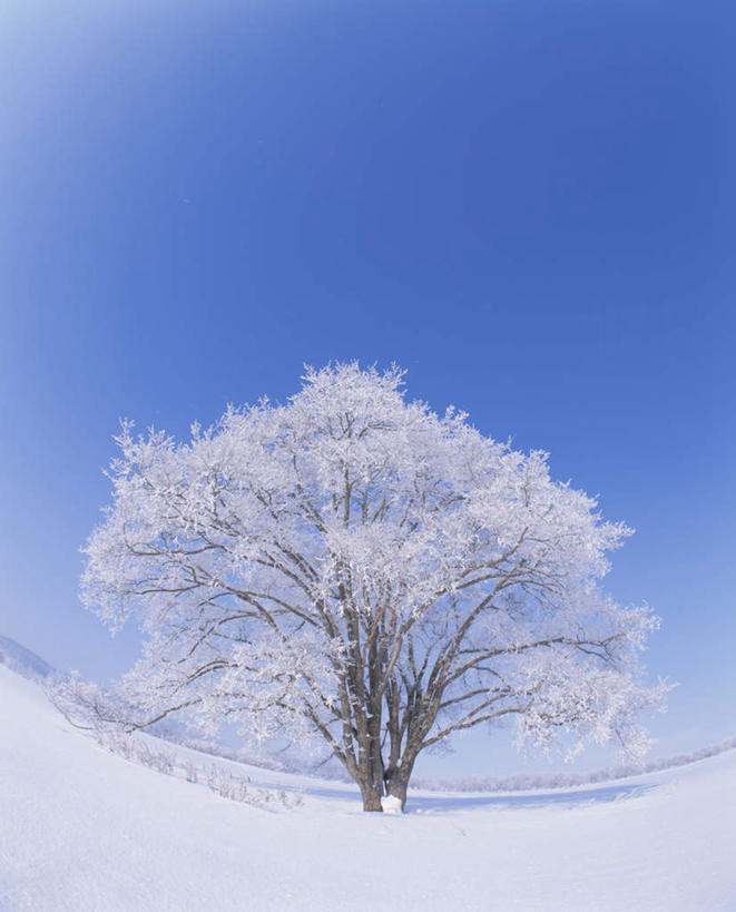 无人,竖图,室外,白天,仰视,旅游,度假,美景,雪,植物,大雪,北海道,日本,亚洲,一棵,朦胧,模糊,积雪,景观,雪景,冬季,冬天,娱乐,树,树木,蓝色,绿色,蓝天,天空,自然,天,享受,休闲,景色,放松,寒冷,生长,晴朗,成长,自然风光,雾凇,东亚,万里无云,日本国,北海道地方,北海道岛,美瑛町,严寒,美瑛,晴空,晴空万里,彩图,低角度拍摄