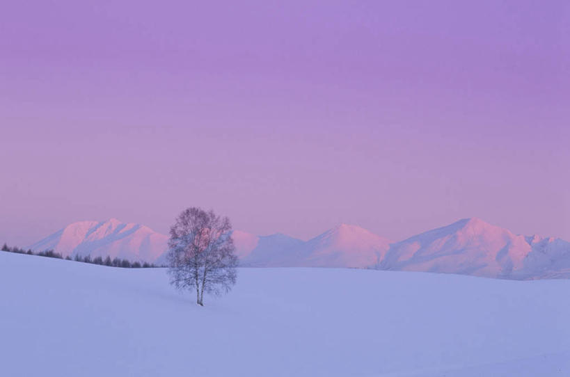 无人,横图,室外,白天,正面,旅游,度假,美景,山,雪,植物,大雪,北海道,日本,亚洲,一棵,阴影,朦胧,模糊,光线,影子,积雪,景观,山峰,雪景,冬季,冬天,枝条,山峦,娱乐,树,树干,树木,树枝,绿色,阳光,自然,享受,休闲,景色,放松,寒冷,生长,成长,自然风光,东亚,日本国,北海道地方,北海道岛,严寒,彩图