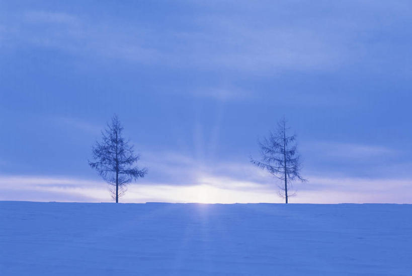 无人,横图,全景,室外,白天,仰视,旅游,度假,日出,美景,太阳,天际线,雪,植物,大雪,北海道,日本,亚洲,两棵,阴影,朦胧,模糊,光线,影子,地平线,积雪,景观,雪景,云,云朵,冬季,冬天,辽阔,枝条,地面,朝霞,晨曦,黎明,云彩,娱乐,树,树干,树木,树枝,蓝色,绿色,白云,蓝天,天空,阳光,自然,天,享受,休闲,景色,放松,寒冷,生长,晴朗,成长,一望无际,自然风光,延伸,东亚,日本国,天地相交,北海道地方,北海道岛,严寒,朝阳,晴空,彩图,低角度拍摄,破晓