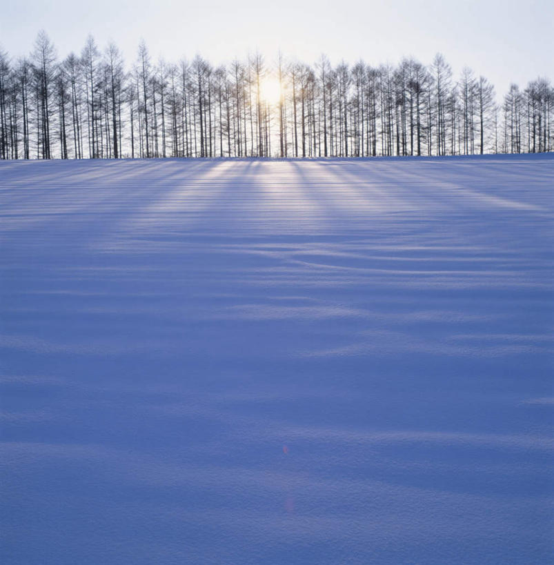 无人,方图,全景,室外,白天,仰视,旅游,度假,美景,树林,天际线,雪,植物,大雪,北海道,日本,亚洲,阴影,朦胧,模糊,光线,影子,地平线,积雪,景观,雪景,冬季,冬天,辽阔,地面,娱乐,树,树木,绿色,天空,阳光,自然,天,享受,休闲,景色,放松,寒冷,生长,成长,一望无际,自然风光,延伸,东亚,日本国,天地相交,北海道地方,北海道岛,美瑛町,严寒,美瑛,彩图,低角度拍摄