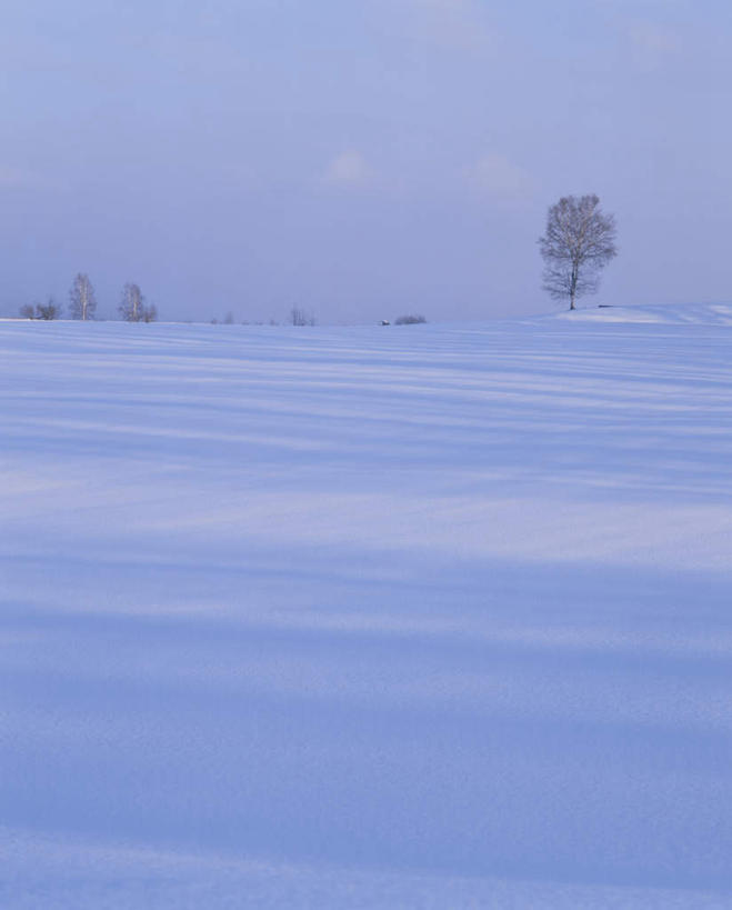 无人,竖图,全景,室外,白天,正面,旅游,度假,美景,树林,天际线,雪,植物,大雪,北海道,日本,亚洲,朦胧,模糊,地平线,积雪,景观,雪景,云,云朵,冬季,冬天,辽阔,地面,云彩,娱乐,树,树木,蓝色,绿色,白云,蓝天,天空,自然,天,享受,休闲,景色,放松,寒冷,生长,晴朗,成长,一望无际,自然风光,延伸,东亚,日本国,天地相交,北海道地方,北海道岛,严寒,晴空,彩图
