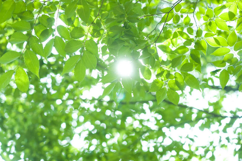 无人,横图,室外,白天,仰视,旅游,度假,美景,叶子,神奈川,日本,亚洲,朦胧,模糊,景观,绿叶,横滨,横滨市,神奈川县,娱乐,蓝色,蓝天,天空,自然,天,享受,休闲,嫩叶,景色,放松,晴朗,自然风光,东亚,本州,万里无云,首府,关东地方,本州岛,日本国,叶,叶片,晴空,晴空万里,彩图,低角度拍摄