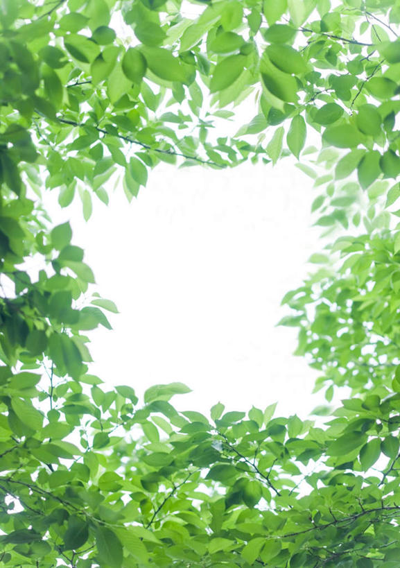 无人,竖图,室外,白天,仰视,旅游,度假,美景,叶子,神奈川,日本,亚洲,朦胧,模糊,环绕,围绕,景观,绿叶,横滨,横滨市,神奈川县,环抱,娱乐,蓝色,蓝天,天空,自然,天,享受,休闲,嫩叶,景色,放松,晴朗,自然风光,东亚,本州,万里无云,首府,关东地方,本州岛,日本国,萦绕,叶,叶片,晴空,晴空万里,彩图,低角度拍摄