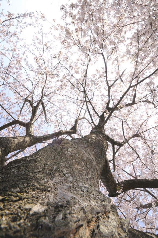 无人,竖图,室外,白天,仰视,旅游,度假,美景,植物,樱花,神奈川,日本,亚洲,两棵,许多,朦胧,模糊,盛开,景观,枝条,神奈川县,花蕾,娱乐,花,花瓣,花朵,鲜花,树,树干,树木,树枝,绿色,白色,自然,花苞,花蕊,享受,休闲,景色,放松,生长,成长,自然风光,东亚,本州,关东地方,本州岛,日本国,仙樱花,福岛樱,青肤樱,荆桃,彩图,低角度拍摄