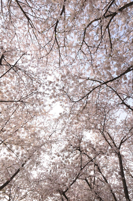 无人,横图,室外,白天,仰视,旅游,度假,美景,樱花,神奈川,日本,亚洲,许多,朦胧,模糊,盛开,景观,神奈川县,花蕾,娱乐,花,花瓣,花朵,鲜花,蓝色,白色,蓝天,天空,自然,天,花苞,花蕊,享受,休闲,景色,放松,晴朗,自然风光,东亚,本州,万里无云,关东地方,本州岛,日本国,仙樱花,福岛樱,青肤樱,晴空,晴空万里,荆桃,彩图,低角度拍摄