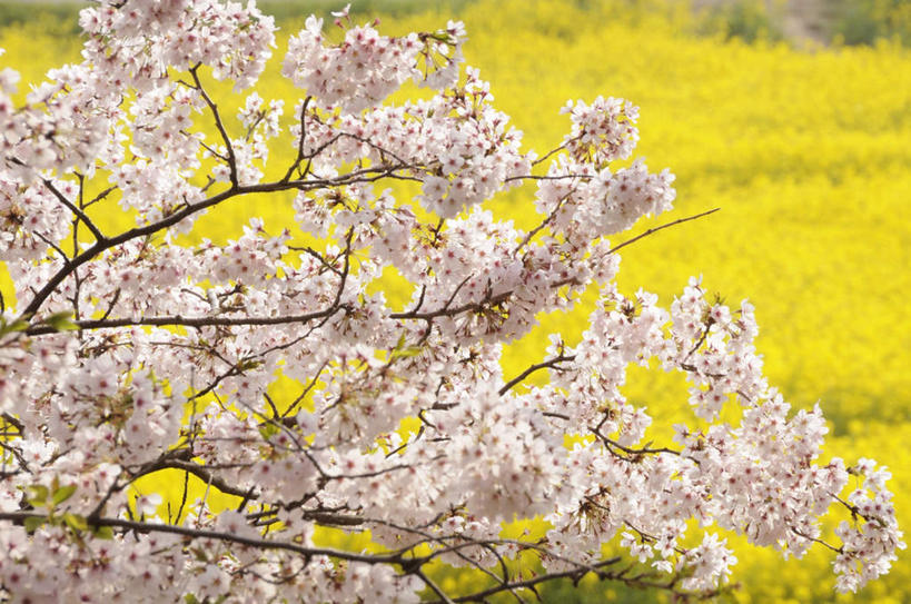 无人,横图,室外,白天,正面,旅游,度假,美景,樱花,日本,亚洲,许多,朦胧,模糊,盛开,景观,花蕾,娱乐,花,花瓣,花朵,鲜花,黄色,白色,自然,花苞,花蕊,油菜花,加油,享受,休闲,景色,放松,自然风光,东亚,本州,关东地方,本州岛,日本国,仙樱花,福岛樱,青肤樱,崎玉,崎玉县,荆桃,彩图,芸苔,芸薹