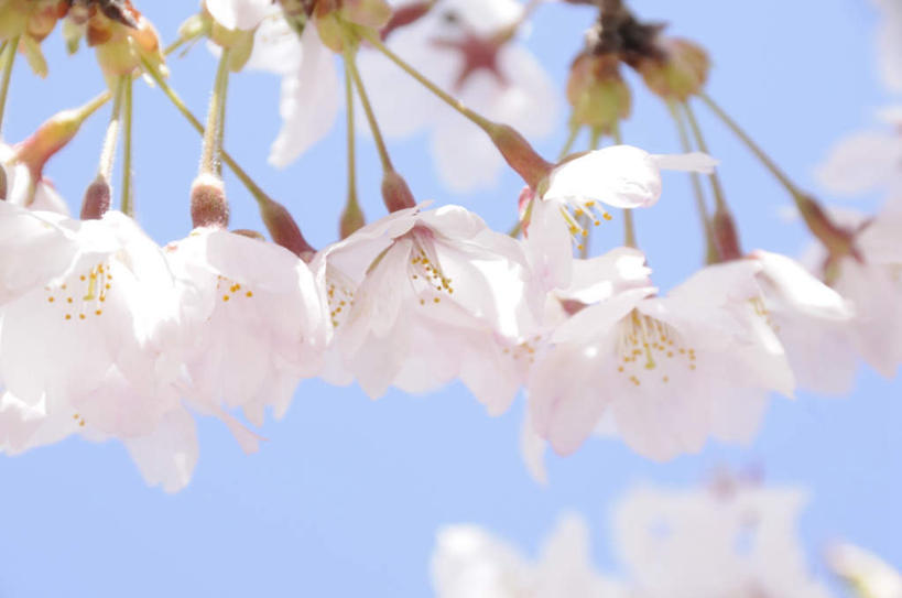 无人,横图,室外,特写,白天,仰视,旅游,度假,美景,静物,东京,日本,亚洲,许多,朦胧,模糊,盛开,景观,梅花,花蕾,娱乐,花,花瓣,花朵,鲜花,蓝色,白色,蓝天,天空,自然,天,花苞,花蕊,享受,休闲,景色,放松,晴朗,高雅,坚强,自然风光,东亚,本州,万里无云,关东地方,本州岛,日本国,东京都,梅,晴空,晴空万里,彩图,低角度拍摄