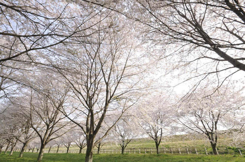 无人,横图,室外,白天,仰视,旅游,度假,草地,草坪,美景,树林,植物,东京,日本,亚洲,许多,朦胧,模糊,盛开,景观,梅花,花蕾,娱乐,草,花,花瓣,花朵,鲜花,树,树木,蓝色,绿色,白色,蓝天,天空,自然,天,花苞,花蕊,享受,休闲,景色,放松,生长,晴朗,成长,高雅,坚强,自然风光,东亚,本州,万里无云,关东地方,本州岛,日本国,东京都,梅,晴空,晴空万里,彩图,低角度拍摄