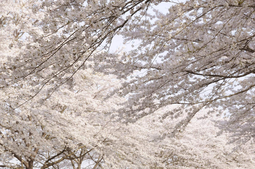 无人,横图,室外,白天,仰视,旅游,度假,美景,树林,植物,东京,日本,亚洲,许多,朦胧,模糊,盛开,景观,梅花,花蕾,娱乐,花,花瓣,花朵,鲜花,树,树木,蓝色,绿色,白色,蓝天,天空,自然,天,花苞,花蕊,享受,休闲,景色,放松,生长,晴朗,成长,高雅,坚强,自然风光,东亚,本州,万里无云,关东地方,本州岛,日本国,东京都,梅,晴空,晴空万里,彩图,低角度拍摄