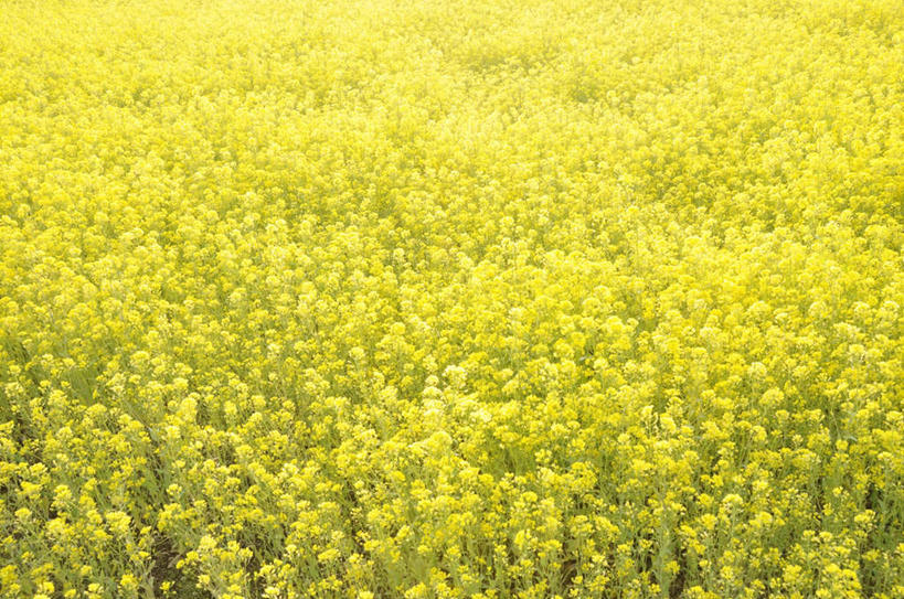 无人,农田,横图,俯视,室外,白天,旅游,度假,幸福,庄稼,农作物,美景,茶,静冈县,日本,亚洲,阴影,朦胧,模糊,光线,影子,景观,茶叶,娱乐,茶园,阳光,自然,享受,休闲,温馨,景色,放松,乐趣,提神,舒适,自然风光,醒脑,东亚,本州,本州岛,日本国,中部地方,静冈,彩图,高角度拍摄,耕地,庄稼田