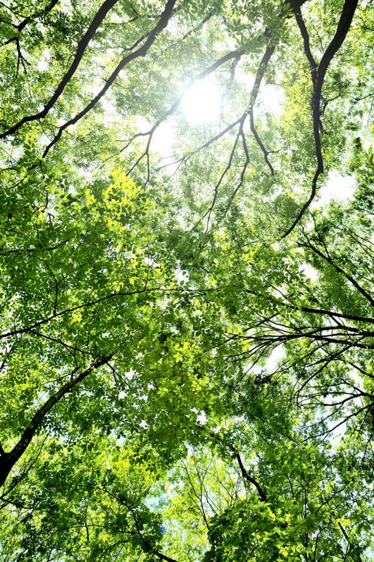 无人,竖图,室外,白天,仰视,旅游,美景,森林,树林,植物,日本,亚洲,朦胧,模糊,景观,树,树木,蓝色,绿色,蓝天,天空,自然,天,景色,大阪,生长,晴朗,成长,自然风光,东亚,本州,万里无云,大阪府,本州岛,日本国,近畿地方,近畿,晴空,晴空万里,彩图,低角度拍摄,游览