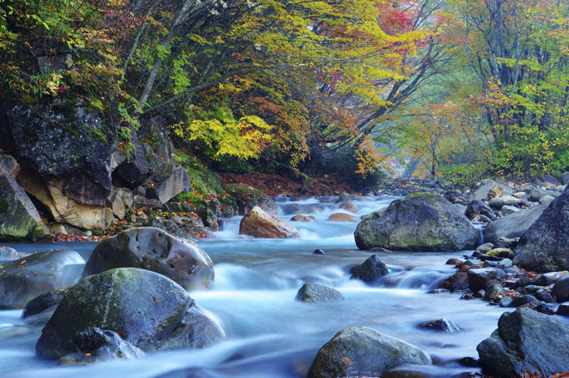 无人,横图,室外,白天,正面,旅游,河流,礁石,石头,美景,秋季,树林,水,植物,日本,亚洲,朦胧,模糊,石子,河水,景观,水流,树,树木,绿色,小溪,自然,溪水,景色,生长,成长,自然风光,东亚,本州,本州岛,日本国,中部地方,岐阜,岐阜县,礁,石块,岩石,秋,秋天,彩图,游览
