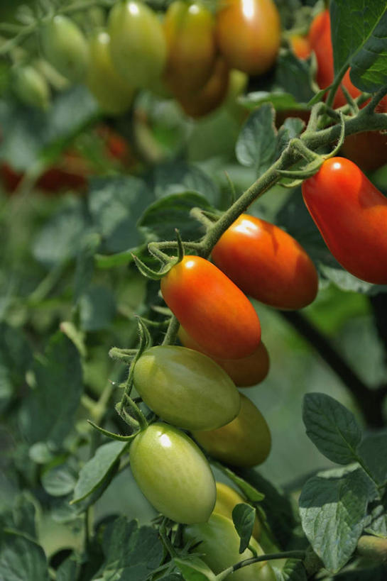 无人,竖图,室外,白天,正面,旅游,美景,蔬菜,西红柿,叶子,日本,亚洲,一排,许多,朦胧,模糊,新鲜,整齐,景观,食品,绿叶,食物,排列,自然,嫩叶,景色,大阪,有机食品,绿色食品,队列,自然风光,东亚,本州,大阪府,本州岛,日本国,近畿地方,近畿,叶,叶片,樱桃番茄,圣女果,番茄,彩图,游览