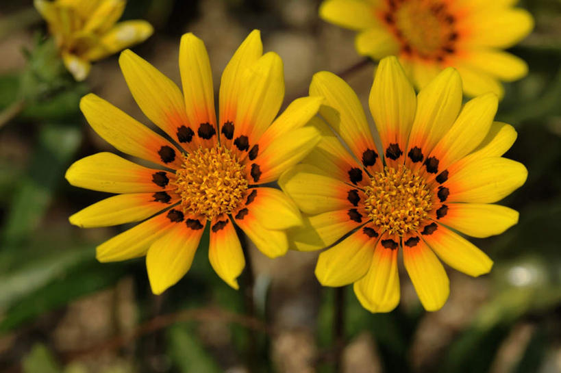 无人,横图,室外,白天,正面,爱情,旅游,美景,日本,亚洲,三朵,阴影,朦胧,模糊,盛开,光线,影子,景观,花蕾,花,花瓣,花朵,鲜花,黄色,阳光,自然,花苞,花蕊,菊花,景色,大阪,吉祥,自然风光,东亚,本州,大阪府,本州岛,日本国,近畿地方,近畿,高洁,长寿,怀恋,清净,真情,寿客,秋菊,彩图,游览