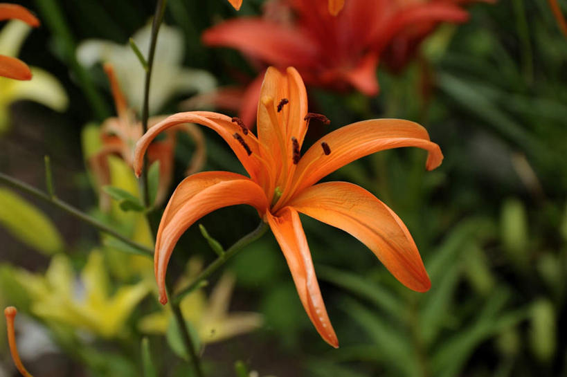 无人,横图,俯视,室外,特写,白天,旅游,美景,百合花,静物,叶子,日本,亚洲,朦胧,模糊,盛开,景观,绿叶,花蕾,花,花瓣,花朵,鲜花,一朵,自然,花苞,花蕊,橙色,嫩叶,景色,大阪,自然风光,东亚,本州,大阪府,本州岛,日本国,近畿地方,近畿,强瞿,百合蒜,倒仙,番韭,山丹,叶,叶片,彩图,高角度拍摄,游览