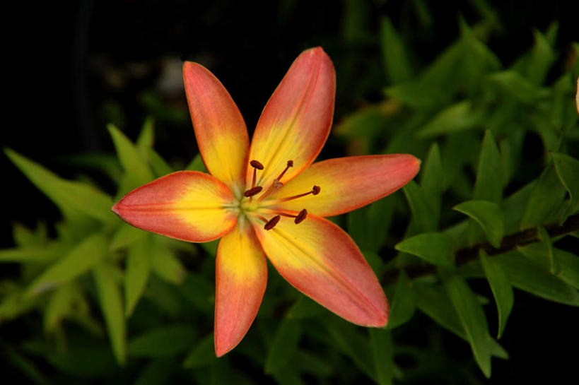 无人,横图,俯视,室外,白天,旅游,美景,百合花,叶子,日本,亚洲,朦胧,模糊,盛开,景观,绿叶,花蕾,花,花瓣,花朵,鲜花,一朵,自然,花苞,花蕊,橙色,嫩叶,景色,大阪,自然风光,东亚,本州,大阪府,本州岛,日本国,近畿地方,近畿,强瞿,百合蒜,倒仙,番韭,山丹,叶,叶片,彩图,高角度拍摄,游览