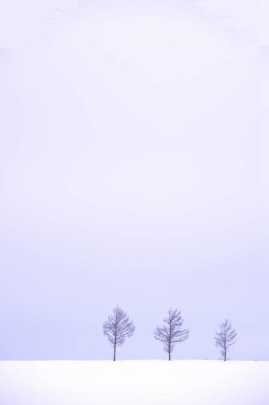 无人,竖图,室外,白天,正面,旅游,度假,美景,雪,植物,大雪,北海道,日本,亚洲,一排,阴影,整齐,光线,影子,积雪,景观,雪景,云,云朵,冬季,冬天,云彩,娱乐,树,树木,排列,蓝色,绿色,白云,蓝天,天空,阳光,自然,天,享受,休闲,景色,放松,寒冷,生长,成长,队列,自然风光,东亚,日本国,北海道地方,北海道岛,严寒,彩图