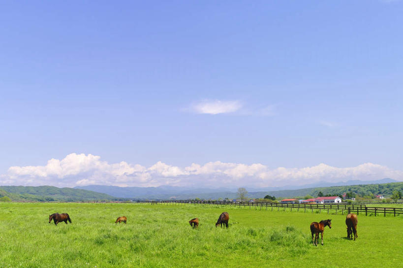无人,站,吃,横图,俯视,室外,白天,旅游,度假,河流,美景,森林,山,山脉,树林,水,植物,牛,北海道,日本,亚洲,许多,阴影,光线,影子,河水,景观,山峰,水流,云,云朵,山峦,云彩,注视,娱乐,树,树木,蓝色,绿色,白云,蓝天,天空,阳光,自然,动物,群山,天,低头,观察,看,站着,享受,休闲,家畜,景色,放松,牲畜,生长,成长,观看,察看,关注,自然风光,东亚,日本国,北海道地方,北海道岛,嚼,食,站立,彩图,高角度拍摄