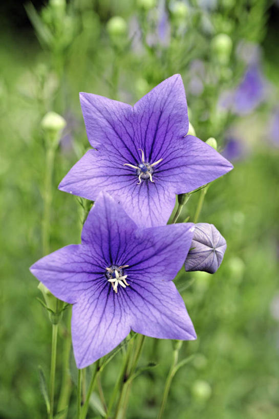 无人,竖图,室外,特写,白天,正面,爱情,旅游,度假,草地,草坪,美景,植物,叶子,日本,亚洲,许多,阴影,朦胧,模糊,盛开,光线,影子,景观,绿叶,花蕾,娱乐,草,花,花瓣,花朵,鲜花,绿色,紫色,阳光,自然,花苞,花蕊,享受,休闲,嫩叶,景色,放松,桔梗花,僧冠帽,自然风光,柔顺,东亚,本州,本州岛,日本国,近畿地方,近畿,滋贺,滋贺县,六角荷,永恒,梗草,悲哀,诚实,无望,叶,叶片,彩图