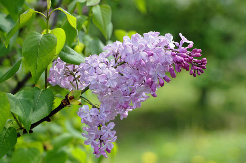 无人,横图,室外,特写,白天,正面,旅游,度假,美景,叶子,日本,亚洲,许多,阴影,朦胧,模糊,盛开,光线,影子,景观,绿叶,花蕾,娱乐,花,花瓣,花朵,鲜花,紫色,阳光,自然,花苞,花蕊,享受,休闲,嫩叶,景色,放松,大阪,自然风光,光辉,东亚,本州,大阪府,本州岛,日本国,近畿地方,近畿,初恋,愁绪,愁怨,华北紫丁香,龙梢子,丁香,紫丁香,叶,叶片,彩图