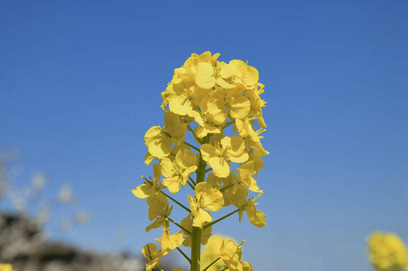 无人,横图,室外,特写,白天,仰视,旅游,度假,美景,日本,亚洲,阴影,朦胧,模糊,盛开,光线,影子,景观,云,云朵,花蕾,云彩,娱乐,花,花瓣,花朵,鲜花,黄色,蓝色,白云,蓝天,天空,阳光,自然,天,花苞,花蕊,油菜花,享受,休闲,景色,放松,自然风光,东亚,本州,本州岛,日本国,近畿地方,近畿,兵库,兵库县,彩图,低角度拍摄,芸苔,芸薹