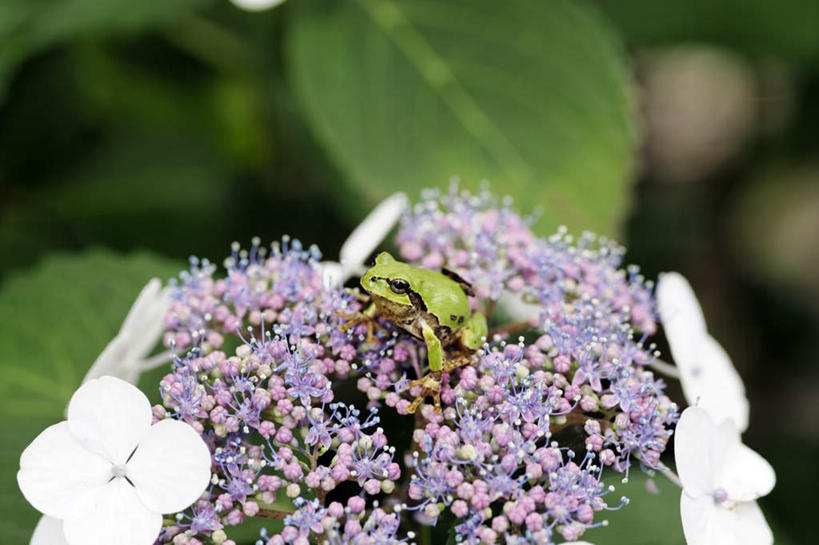 无人,坐,横图,俯视,室外,特写,白天,旅游,度假,美景,青蛙,野生动物,叶子,日本,亚洲,阴影,朦胧,模糊,盛开,光线,树蛙,影子,景观,绿叶,花蕾,注视,娱乐,花,花瓣,花朵,鲜花,一只,白色,阳光,自然,动物,花苞,花蕊,观察,看,享受,休闲,嫩叶,景色,放松,可爱,活泼,观看,察看,关注,自然风光,东亚,本州,本州岛,日本国,近畿地方,近畿,兵库,兵库县,叶,叶片,抬头,仰头,坐着,彩图,高角度拍摄