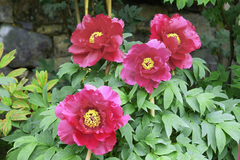 无人,横图,俯视,室外,特写,白天,旅游,度假,美景,牡丹花,叶子,奈良县,日本,亚洲,四朵,阴影,朦胧,模糊,盛开,光线,影子,景观,绿叶,花蕾,娱乐,花,花瓣,花朵,鲜花,粉色,阳光,自然,花苞,花蕊,享受,休闲,嫩叶,景色,放松,富贵,自然风光,东亚,本州,本州岛,日本国,近畿地方,奈良,近畿,鼠姑,鹿韭,白茸,百雨金,浓情,圆满,富贵花,洛阳花,牡丹,木芍药,芍药,叶,叶片,彩图,高角度拍摄