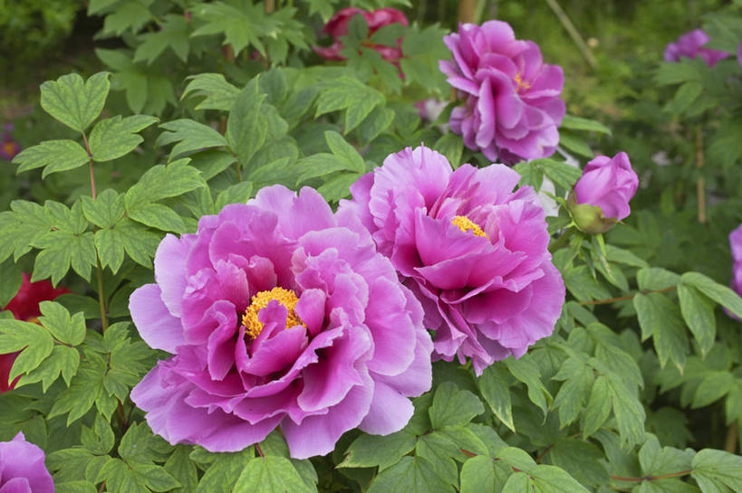 无人,横图,俯视,室外,特写,白天,旅游,度假,美景,牡丹花,叶子,奈良县,日本,亚洲,许多,阴影,朦胧,模糊,盛开,光线,影子,景观,绿叶,花蕾,娱乐,花,花瓣,花朵,鲜花,紫色,阳光,自然,花苞,花蕊,享受,休闲,嫩叶,景色,放松,富贵,自然风光,东亚,本州,本州岛,日本国,近畿地方,奈良,近畿,鼠姑,鹿韭,白茸,百雨金,浓情,圆满,富贵花,洛阳花,牡丹,木芍药,芍药,叶,叶片,彩图,高角度拍摄