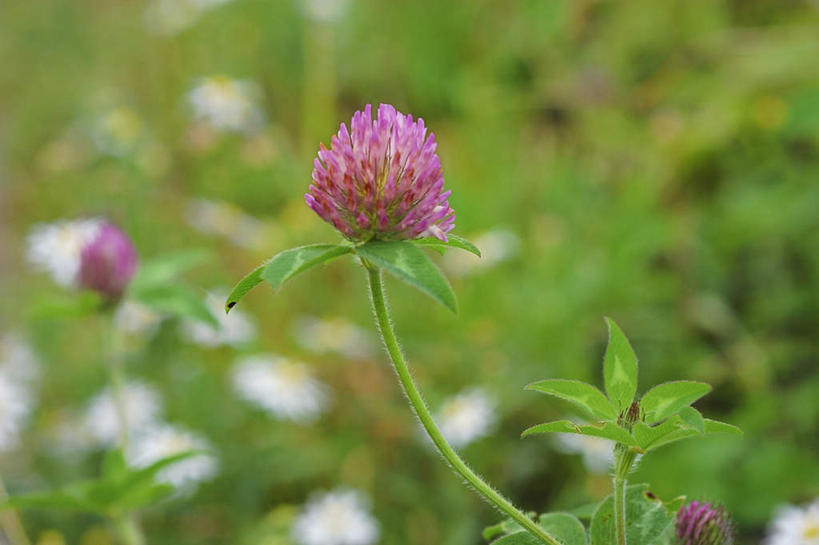 无人,横图,俯视,室外,特写,白天,爱情,旅游,度假,自由,幸福,美景,叶子,长野县,日本,亚洲,阴影,朦胧,模糊,盛开,光线,影子,景观,三叶草,绿叶,花蕾,娱乐,花,花瓣,花朵,鲜花,阳光,自然,花苞,花蕊,享受,休闲,嫩叶,景色,放松,希望,自然风光,和平,东亚,车轴草,苜蓿,本州,本州岛,日本国,中部地方,长野,统一,团结,叶,叶片,彩图,高角度拍摄