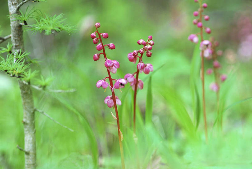 无人,横图,俯视,室外,特写,白天,旅游,度假,草地,草坪,美景,植物,叶子,长野县,日本,亚洲,许多,阴影,朦胧,模糊,盛开,光线,影子,景观,绿叶,花蕾,娱乐,草,花,花瓣,花朵,鲜花,红色,绿色,阳光,自然,花苞,花蕊,享受,休闲,嫩叶,景色,放松,自然风光,东亚,本州,本州岛,日本国,中部地方,长野,鹿蹄草,叶,叶片,彩图,高角度拍摄