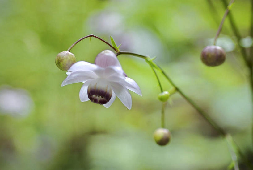 无人,横图,俯视,室外,特写,白天,旅游,度假,美景,长野县,日本,亚洲,阴影,朦胧,模糊,盛开,光线,影子,景观,枝条,花蕾,娱乐,花,花瓣,花朵,鲜花,一朵,白色,阳光,自然,花苞,花蕊,享受,休闲,景色,放松,自然风光,东亚,本州,本州岛,日本国,中部地方,长野,彩图,高角度拍摄