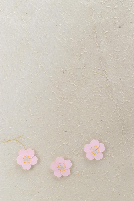 无人,竖图,俯视,室内,特写,白天,樱花,三朵,一排,阴影,整齐,盛开,光线,影子,花蕾,花,花瓣,花朵,鲜花,排列,粉色,阳光,花苞,花蕊,摄影,影棚,队列,仙樱花,福岛樱,青肤樱,荆桃,彩图,高角度拍摄,影棚拍摄,拍摄