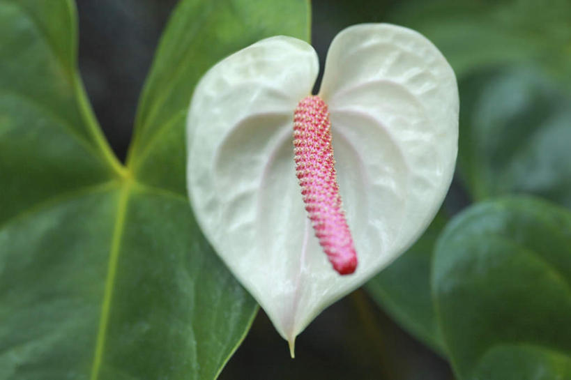 无人,横图,俯视,室外,特写,白天,旅游,度假,热情,美景,叶子,东京,日本,亚洲,阴影,朦胧,模糊,盛开,光线,影子,景观,火鹤花,绿叶,安祖花,花蕾,娱乐,花,花瓣,花朵,鲜花,一朵,白色,阳光,自然,花苞,花蕊,享受,休闲,嫩叶,景色,放松,红掌,花烛,自然风光,东亚,本州,关东地方,本州岛,日本国,东京都,红鹤芋,猪尾花,烛台花,蜡烛花,大展宏图,热血,叶,叶片,彩图,高角度拍摄