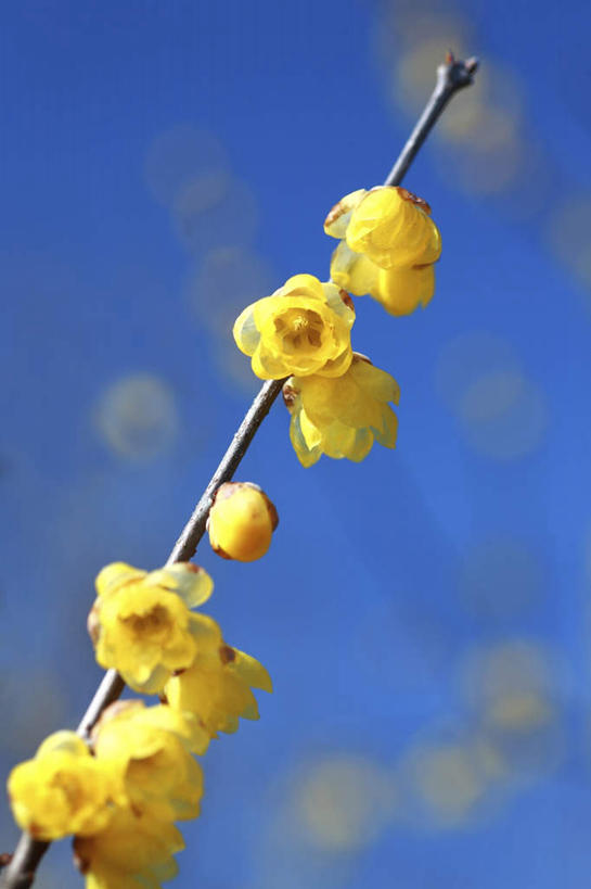 无人,竖图,室外,特写,白天,仰视,旅游,度假,美景,日本,亚洲,阴影,朦胧,模糊,盛开,光线,影子,景观,梅花,枝条,花蕾,娱乐,花,花瓣,花朵,鲜花,黄色,蓝色,蓝天,天空,阳光,自然,天,花苞,花蕊,享受,休闲,景色,放松,晴朗,高雅,坚强,自然风光,东亚,本州,万里无云,关东地方,本州岛,日本国,崎玉,崎玉县,梅,晴空,晴空万里,彩图,低角度拍摄