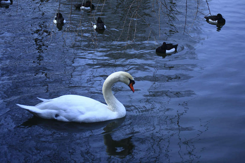 无人,横图,俯视,室外,白天,旅游,度假,河流,美景,水,鸟,野生动物,天鹅,东京,日本,亚洲,鸟类,河水,景观,水流,注视,娱乐,一只,白色,自然,动物,低头,观察,看,享受,休闲,景色,放松,可爱,观看,游动,察看,关注,自然风光,东亚,本州,关东地方,本州岛,日本国,东京都,鹄,彩图,高角度拍摄,全身