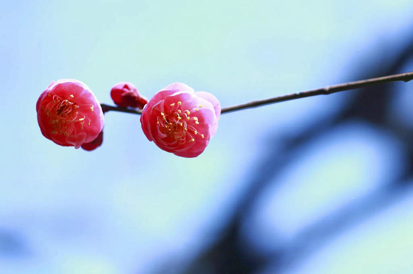 无人,横图,室外,特写,白天,正面,旅游,度假,美景,植物,东京,日本,亚洲,阴影,朦胧,模糊,盛开,光线,影子,景观,梅花,花蕾,娱乐,花,花瓣,花朵,鲜花,树,树木,两朵,粉色,蓝色,绿色,蓝天,天空,阳光,自然,天,花苞,花蕊,享受,休闲,景色,放松,生长,成长,高雅,坚强,自然风光,东亚,本州,关东地方,本州岛,日本国,东京都,梅,彩图