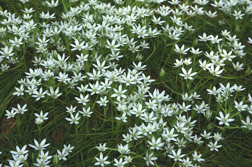 无人,横图,俯视,室外,白天,旅游,度假,草地,草坪,花海,花圃,美景,植物,叶子,东京,日本,亚洲,许多,阴影,盛开,光线,影子,景观,花蕾,娱乐,草,花,花瓣,花朵,花卉,鲜花,绿色,白色,阳光,自然,花丛,花束,花田,花苞,花蕊,享受,休闲,景色,放松,自然风光,东亚,本州,关东地方,本州岛,日本国,东京都,七瓣莲,彩图,高角度拍摄