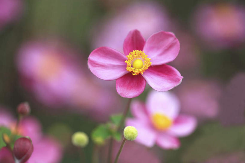 无人,横图,室外,特写,白天,正面,旅游,度假,美景,叶子,东京,日本,亚洲,许多,阴影,朦胧,模糊,盛开,光线,影子,景观,绿叶,花蕾,娱乐,花,花瓣,花朵,鲜花,粉色,阳光,自然,花苞,花蕊,享受,休闲,嫩叶,景色,放松,银莲花,自然风光,东亚,本州,关东地方,本州岛,日本国,东京都,银莲,复活节花,叶,叶片,彩图