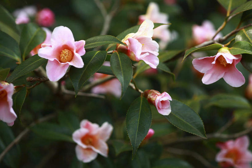 无人,横图,俯视,室外,特写,白天,旅游,度假,草地,草坪,美景,植物,山茶花,东京,日本,亚洲,许多,阴影,朦胧,模糊,盛开,光线,影子,景观,花蕾,娱乐,草,花,花瓣,花朵,鲜花,粉色,绿色,阳光,自然,花苞,花蕊,享受,休闲,景色,放松,自然风光,东亚,本州,关东地方,本州岛,日本国,东京都,玉茗花,耐冬,海石榴,茶花,彩图,高角度拍摄