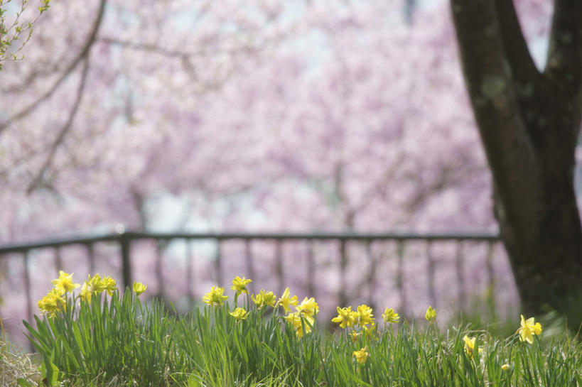 无人,横图,室外,特写,白天,正面,爱情,旅游,度假,陶醉,草地,草坪,美景,植物,水仙花,樱花,长野县,日本,亚洲,朦胧,模糊,盛开,景观,花蕾,娱乐,草,花,花瓣,花朵,鲜花,树,树木,粉色,黄色,绿色,自然,花苞,花蕊,享受,休闲,景色,放松,生长,成长,自然风光,记忆,东亚,本州,本州岛,日本国,中部地方,长野,金盏银台,玉玲珑,女史花,雅蒜,天蒜,仙樱花,福岛樱,青肤樱,敬意,自恋,凌波仙子,水仙,天葱,荆桃,彩图
