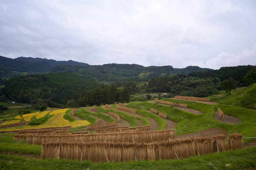 无人,农田,横图,室外,白天,正面,旅游,度假,农业,庄稼,农作物,草地,草坪,美景,森林,山,山脉,树林,植物,日本,亚洲,阴影,光线,影子,稻田,景观,山峰,云,云朵,山峦,千叶县,云彩,娱乐,草,树,树木,蓝色,绿色,白云,蓝天,天空,阳光,自然,群山,天,享受,休闲,景色,放松,生长,成长,自然风光,东亚,本州,关东地方,本州岛,日本国,千叶,彩图,耕地,庄稼田