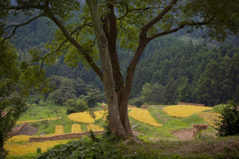 无人,农田,横图,室外,白天,正面,旅游,度假,农业,庄稼,梯田,农作物,草地,草坪,美景,森林,山,山脉,树林,植物,日本,亚洲,阴影,光线,影子,稻田,景观,山峰,山峦,千叶县,娱乐,草,树,树木,绿色,阳光,自然,群山,享受,休闲,景色,放松,生长,成长,自然风光,东亚,本州,关东地方,本州岛,日本国,千叶,彩图,耕地,庄稼田