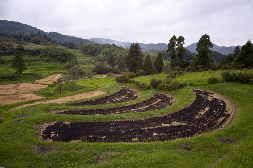 无人,农田,横图,室外,白天,正面,旅游,度假,农业,庄稼,梯田,农作物,草地,草坪,美景,森林,山,山脉,树林,植物,日本,亚洲,阴影,光线,影子,稻田,景观,山峰,山峦,千叶县,娱乐,草,树,树木,绿色,阳光,自然,群山,享受,休闲,景色,放松,生长,成长,自然风光,东亚,本州,关东地方,本州岛,日本国,千叶,彩图,耕地,庄稼田