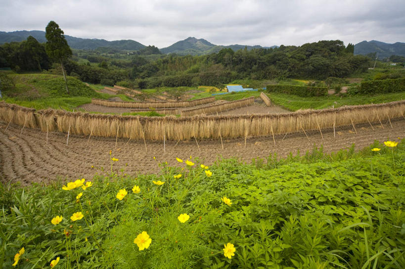 无人,农田,横图,室外,白天,正面,旅游,度假,农业,庄稼,梯田,农作物,草地,草坪,美景,森林,山,山脉,树林,植物,日本,亚洲,阴影,盛开,光线,影子,稻田,景观,山峰,云,云朵,山峦,千叶县,花蕾,云彩,娱乐,草,花,花瓣,花朵,鲜花,树,树木,黄色,蓝色,绿色,白云,蓝天,天空,阳光,自然,群山,天,花苞,花蕊,享受,休闲,景色,放松,生长,成长,自然风光,东亚,本州,关东地方,本州岛,日本国,千叶,彩图,耕地,庄稼田
