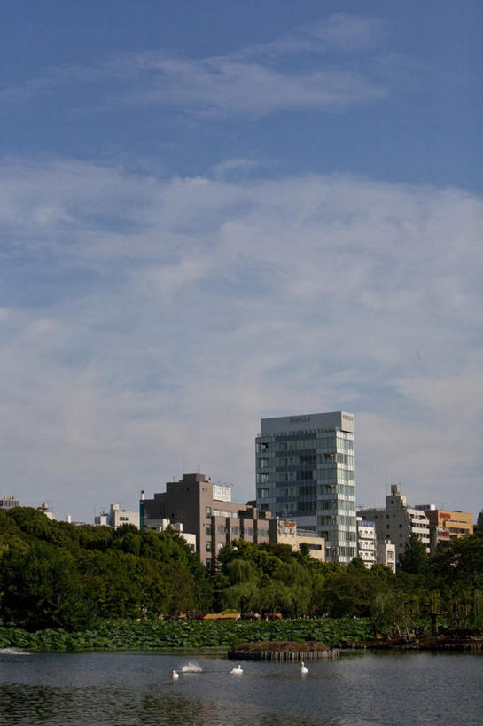 无人,家,竖图,室外,白天,正面,旅游,度假,草地,草坪,河流,美景,水,植物,东京,日本,亚洲,阴影,光线,鸭,鸭子,影子,房屋,屋子,河水,景观,水流,云,云朵,云彩,娱乐,楼房,家禽,住宅,草,树,树木,蓝色,绿色,白色,白云,蓝天,天空,阳光,自然,动物,天,享受,休闲,景色,放松,牲畜,生长,成长,游动,自然风光,东亚,本州,关东地方,本州岛,日本国,东京都,彩图,房子